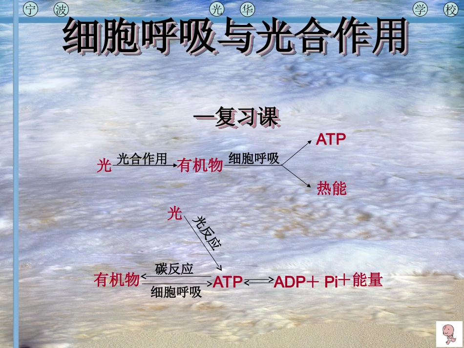 生物：《细胞呼吸与光合作用》复习课件(新人教版必修1)_第1页