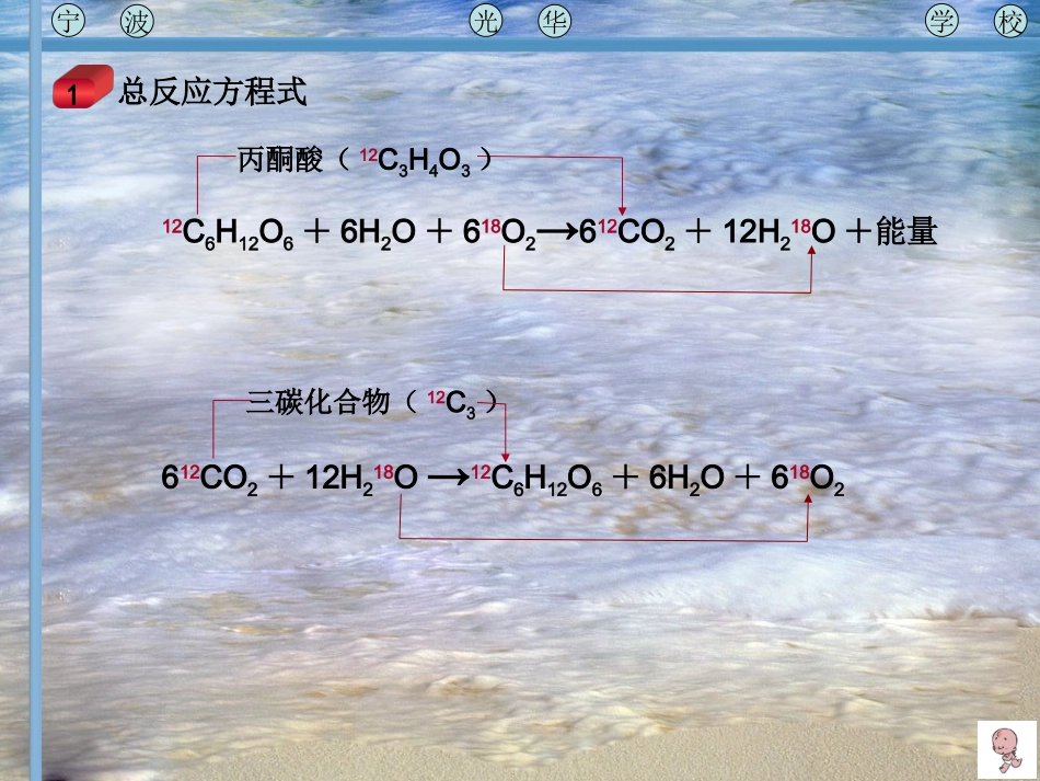生物：《细胞呼吸与光合作用》复习课件(新人教版必修1)_第2页
