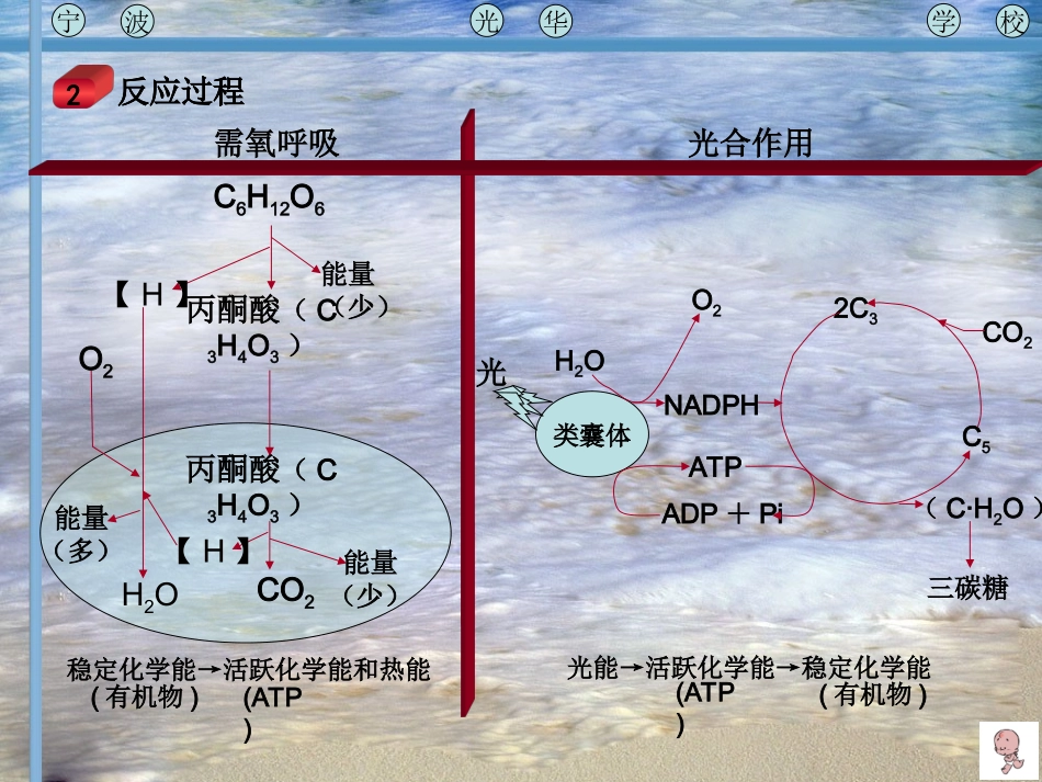 生物：《细胞呼吸与光合作用》复习课件(新人教版必修1)_第3页