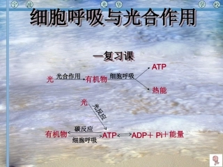生物：《细胞呼吸与光合作用》复习课件(新人教版必修1)