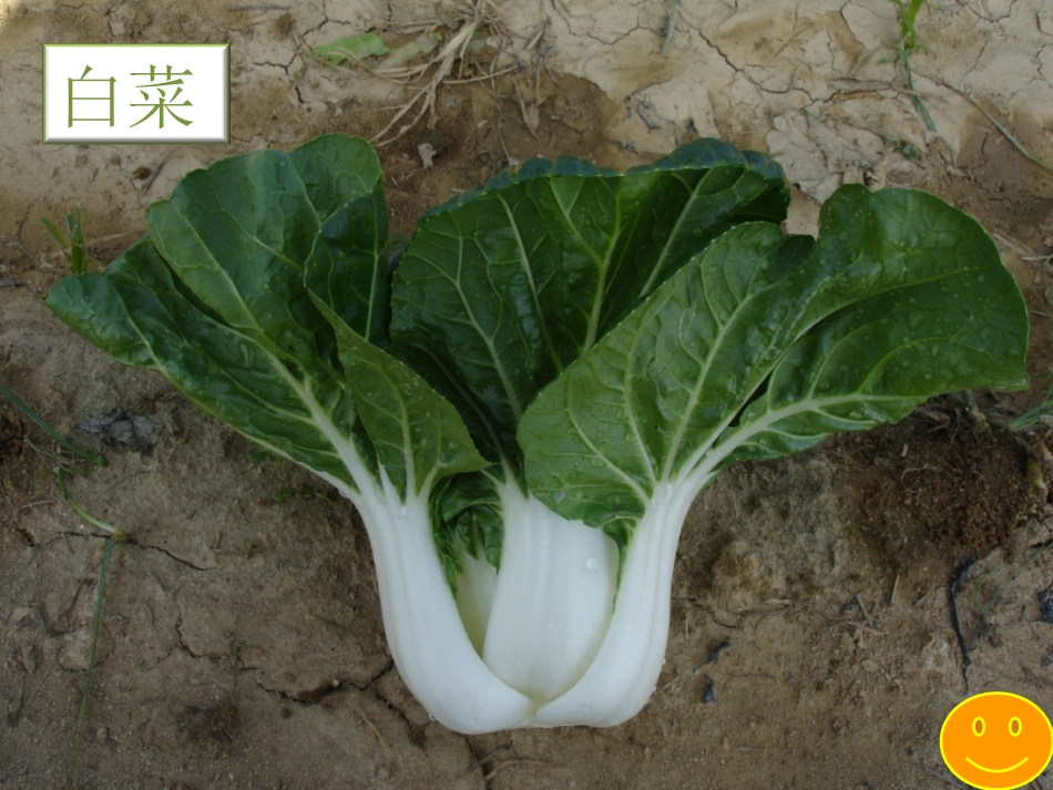 小班课件认识蔬菜_第3页