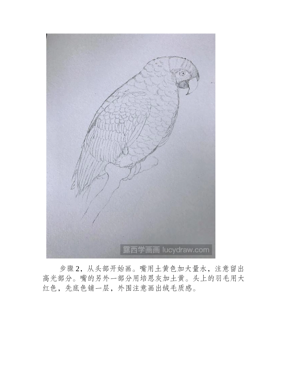 可爱鹦鹉水彩画教程水彩画教程_第2页