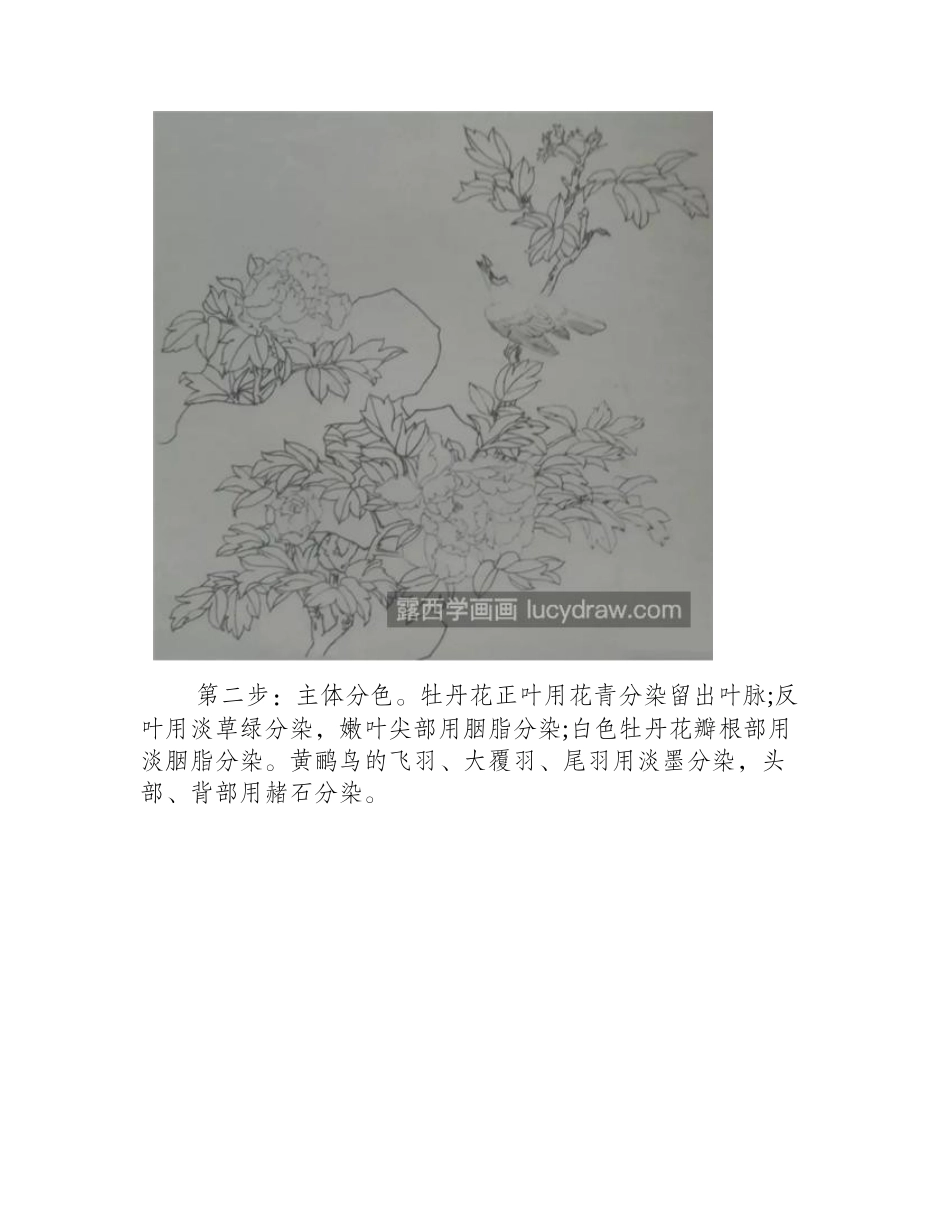 牡丹花上的黄鹂怎么画_具体有哪些绘画步骤_工笔画教程_第2页