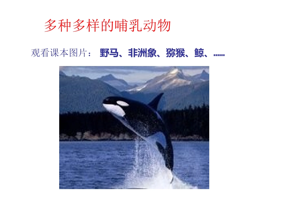 《哺乳动物》课件3_第2页