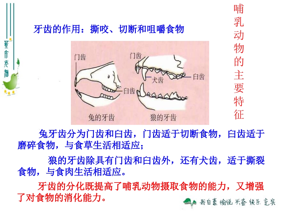 《哺乳动物》课件3_第3页