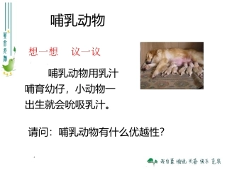 《哺乳动物》课件3