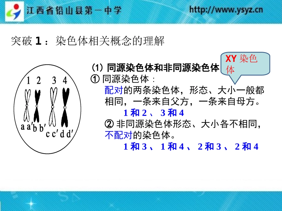 细胞分裂图像判断-朱诗铅_第3页