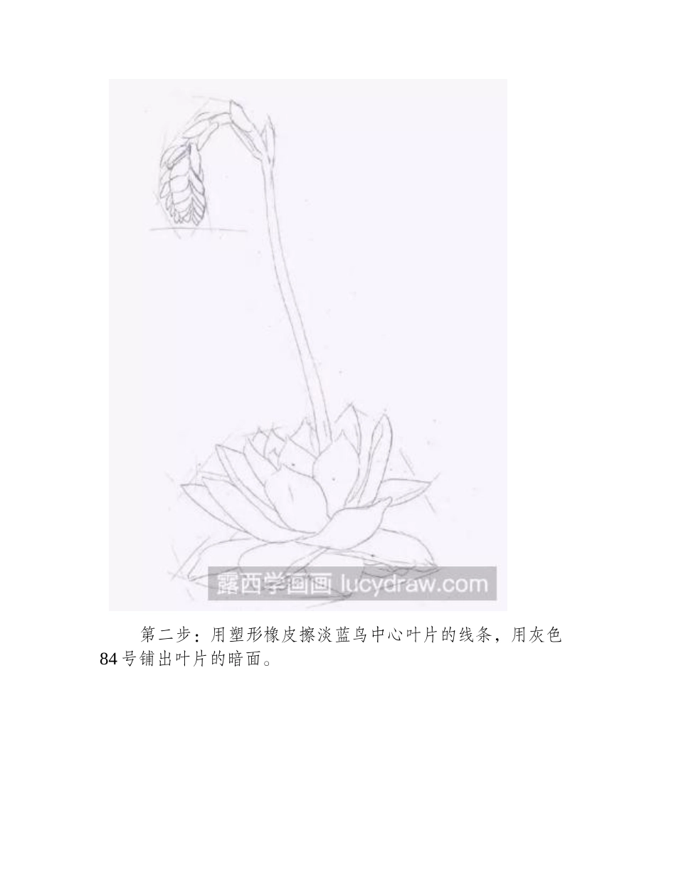 蓝鸟多肉彩铅画教程彩铅画教程_第2页