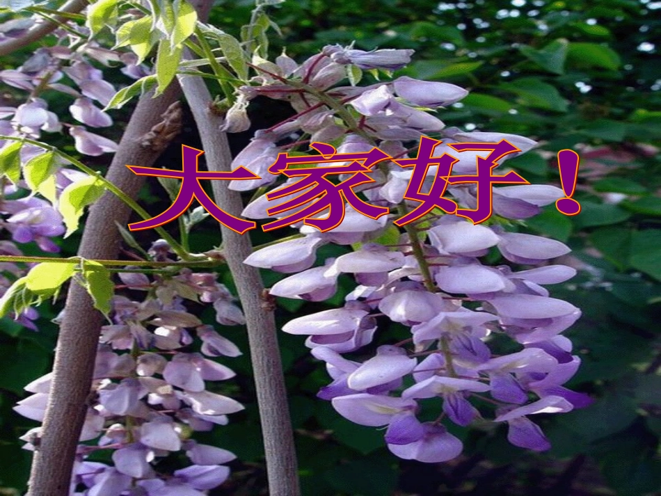 紫藤萝瀑布（使用）1_第1页