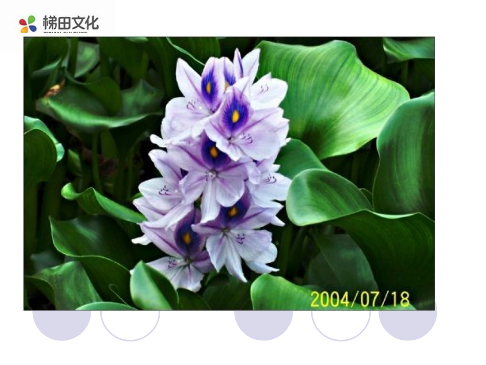 《生物入侵者》课件3_第2页