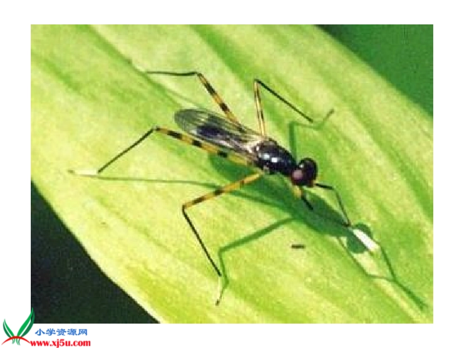 人教新课标四年级语文上册《蟋蟀的住宅8》PPT课件_第3页