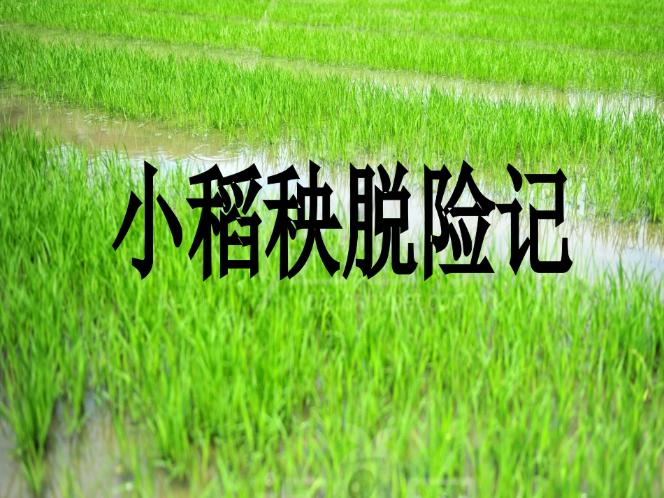 小稻秧脱险记--胡_第3页