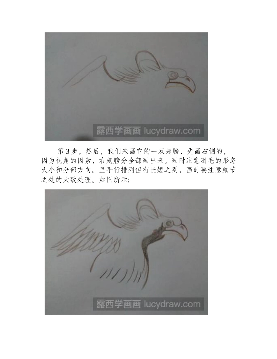 老鹰彩铅画教程彩铅画教程_第2页