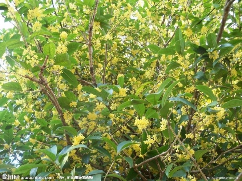 桂花雨上课用_第3页