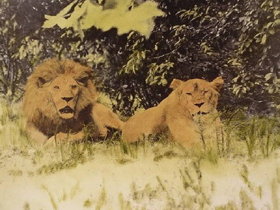 三年级语文上册第七组28狮子和鹿第一课时课件_第3页