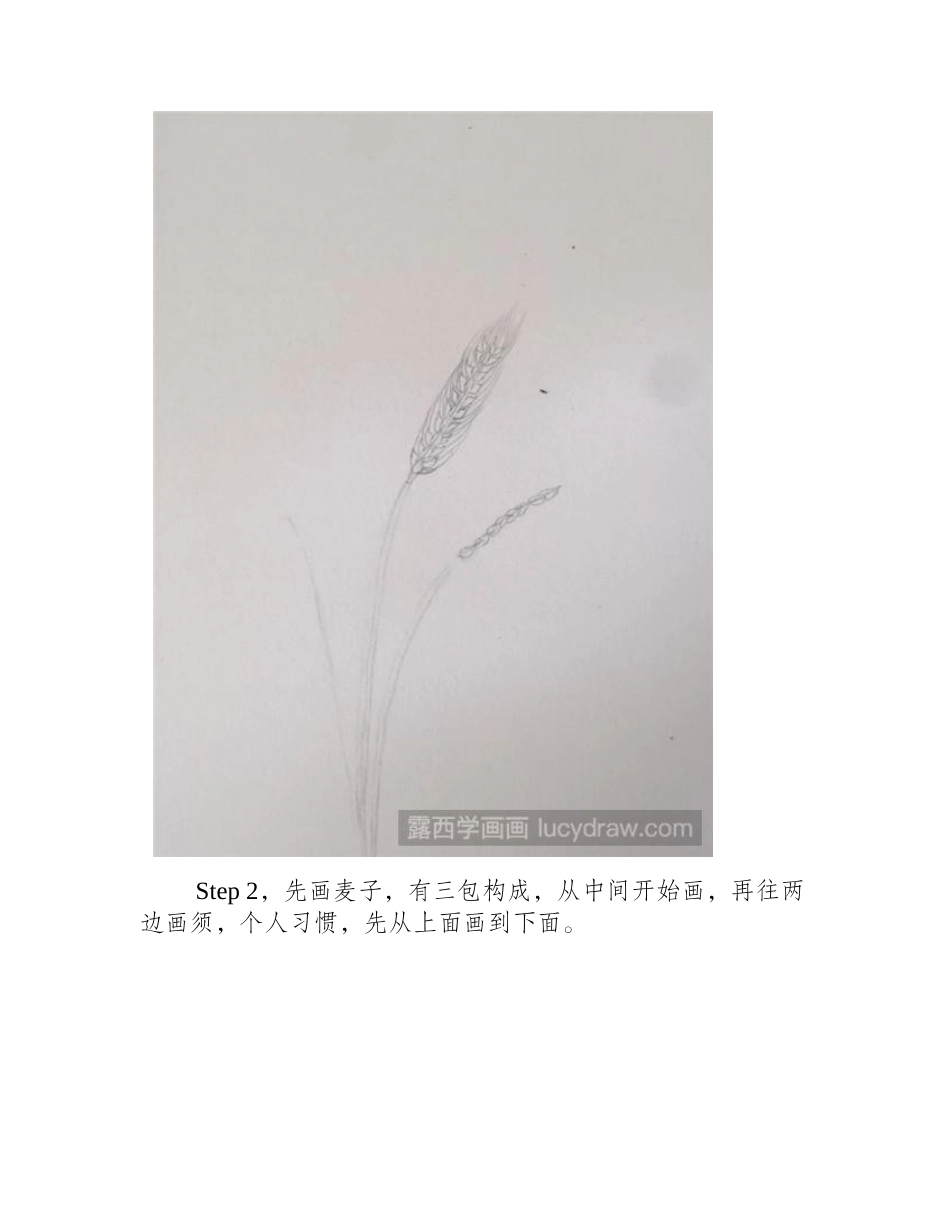 麦穗插画教程插画教程_第2页