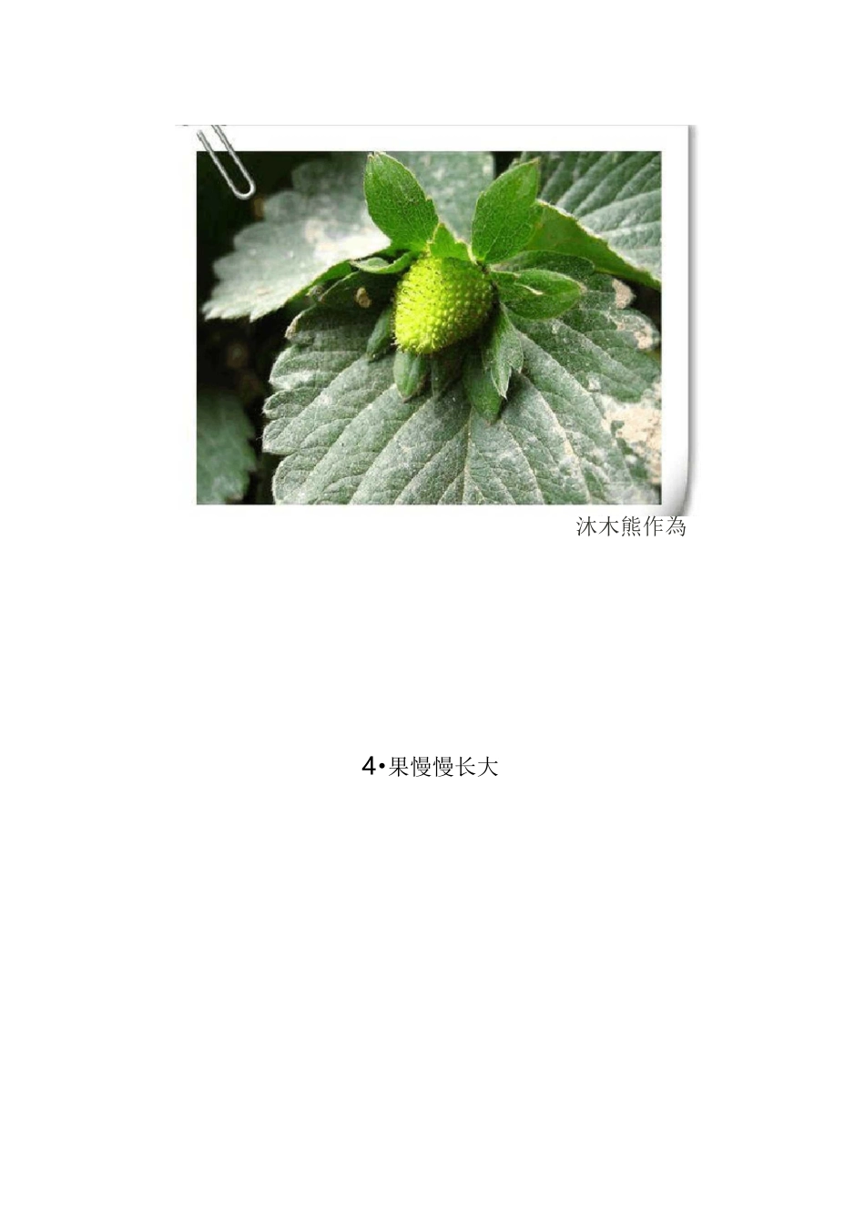 草莓生长过程_第3页