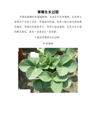 草莓生长过程
