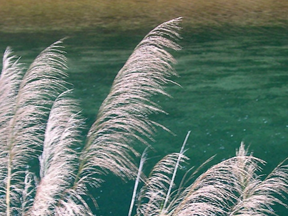 《诗经》两首(二)_第2页