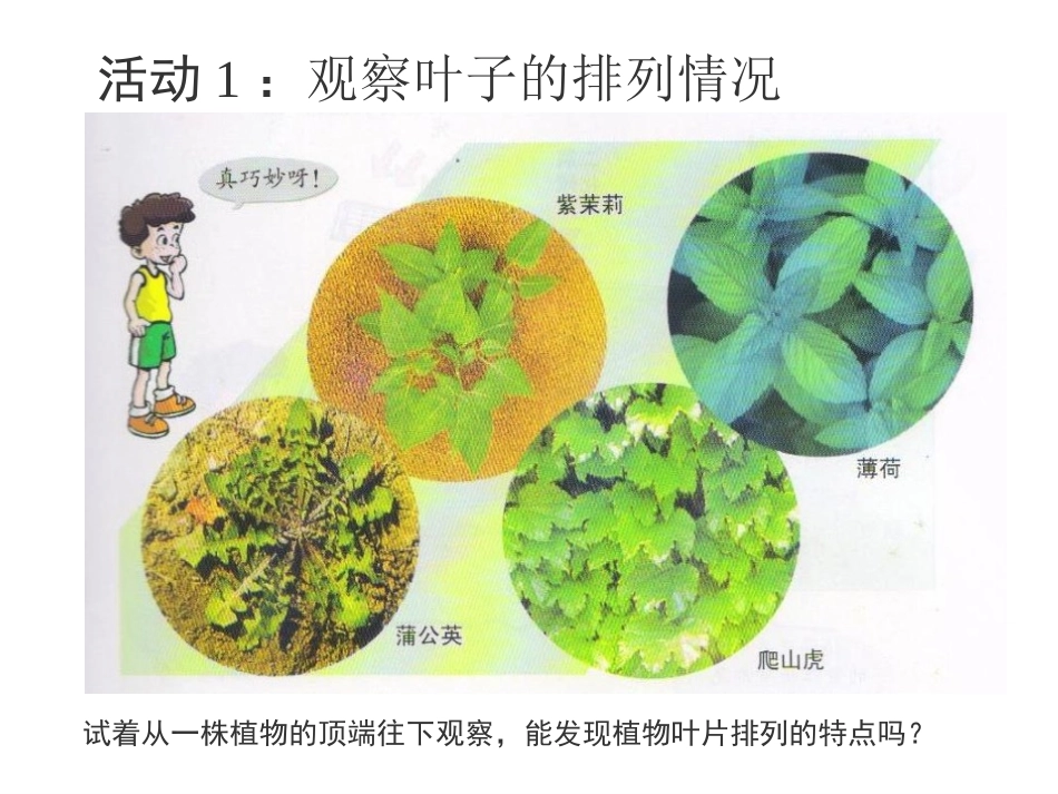 粤教版小学五年级上学期科学第3课叶里的加工厂_第3页