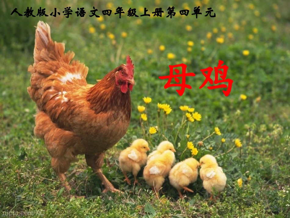 人教版语文四年级上册《母鸡》_第1页