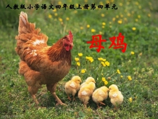 人教版语文四年级上册《母鸡》