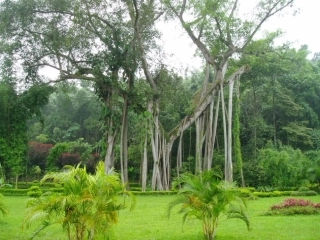 令人厌烦的噪声课件