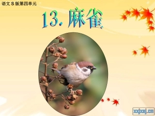 麻雀课件(1)