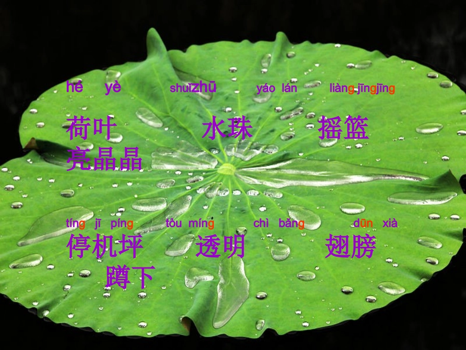荷叶圆圆_演示文稿_第2页