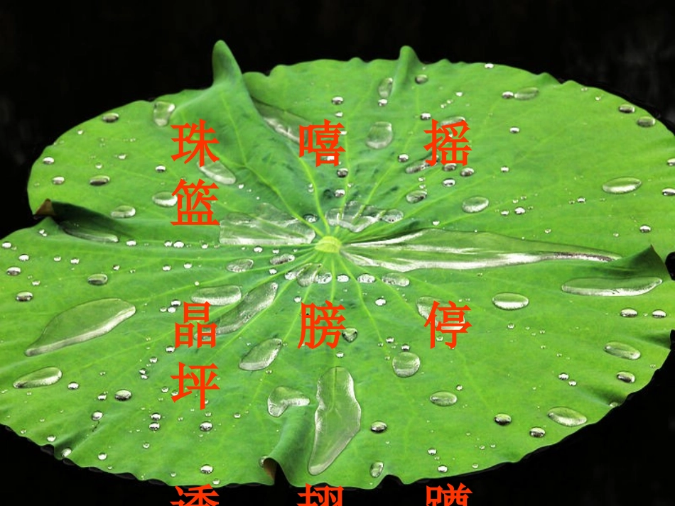 荷叶圆圆_演示文稿_第3页