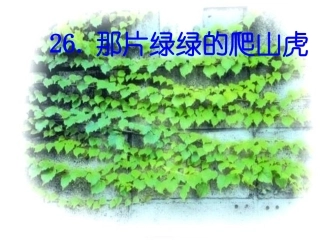 、那片绿绿的爬山虎