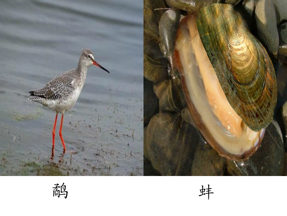 最新《鹬蚌相争》公开课课件_第3页