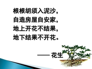 《落花生》五上