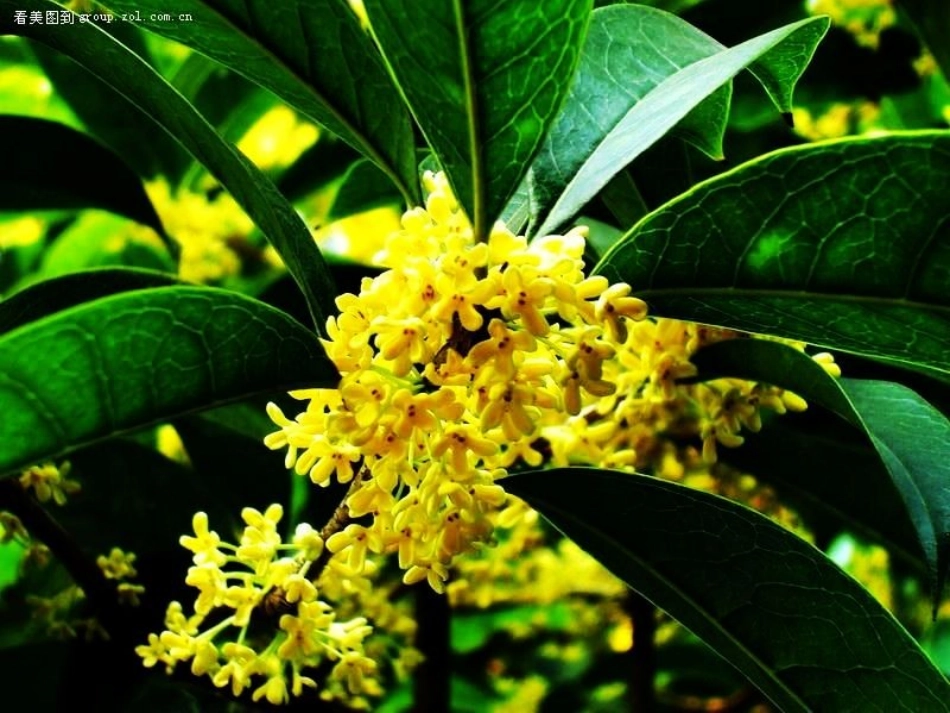 《桂花雨》诵读课件_第2页