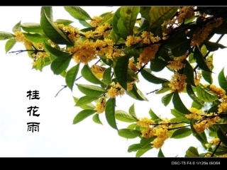 《桂花雨》诵读课件