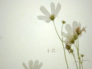 清新可爱的PPT模板