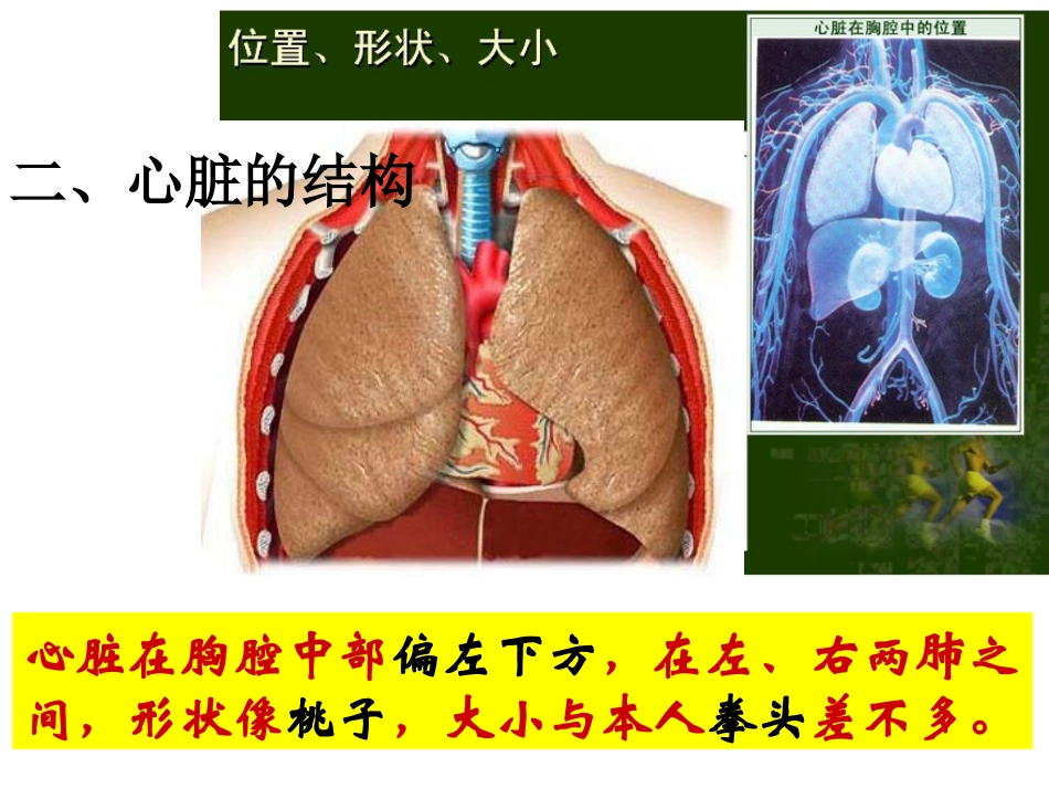 邱昭文第三课时心脏和血液循环_第3页