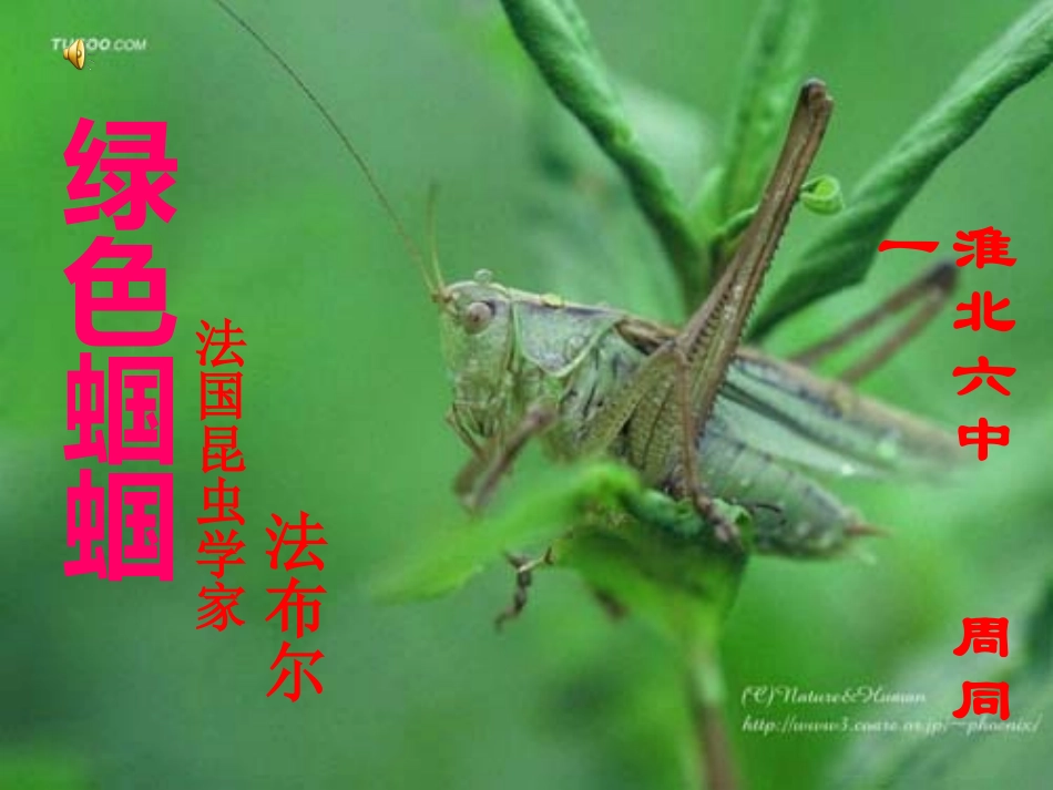 《绿色蝈蝈》上课定稿_第1页