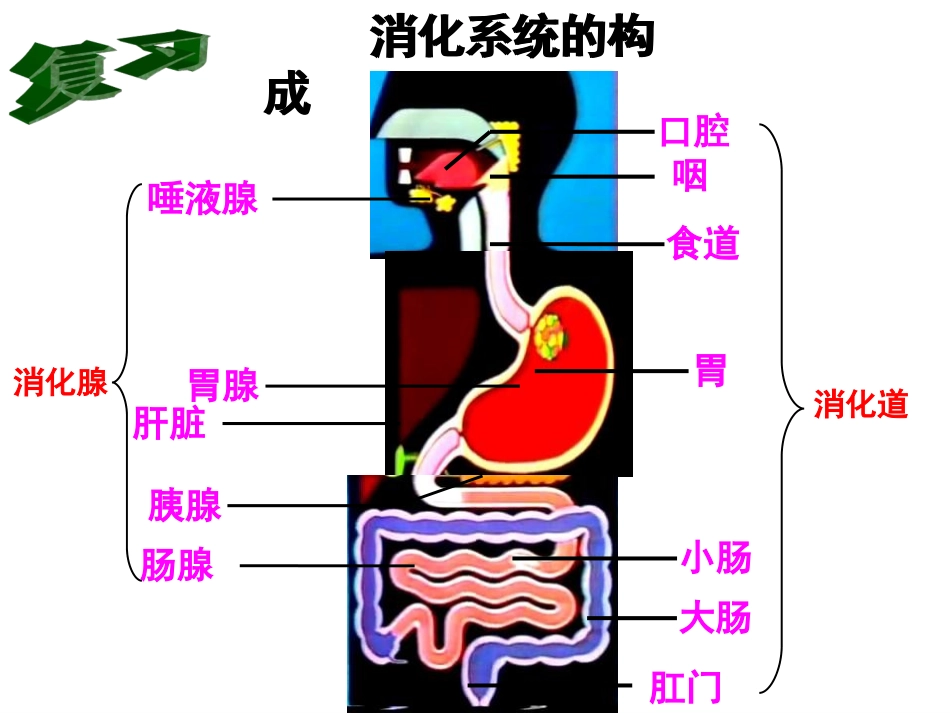 邱昭文人体的营养第三课时_第2页