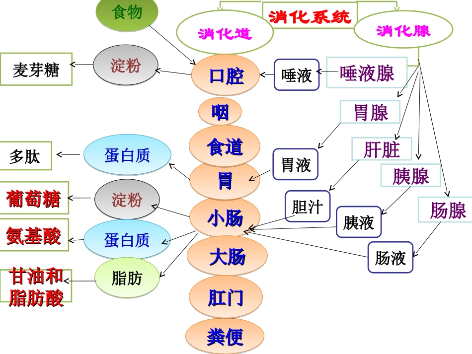邱昭文人体的营养第三课时_第3页
