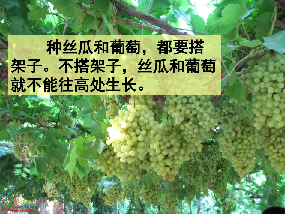 《爬山虎的脚》PPT (2)_第1页