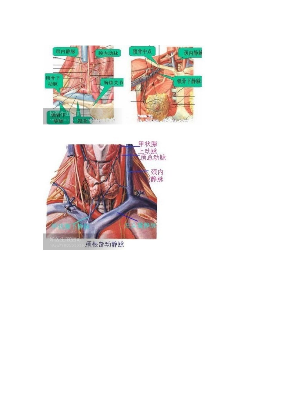 锁骨下静脉穿刺置管术应用解剖_第3页