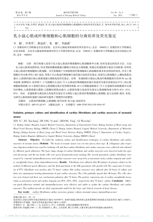 乳小鼠心肌成纤维细胞和心肌细胞的分离培养及荧光鉴定