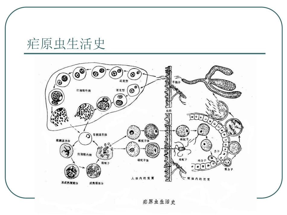疟疾的诊断和治疗进展_第3页