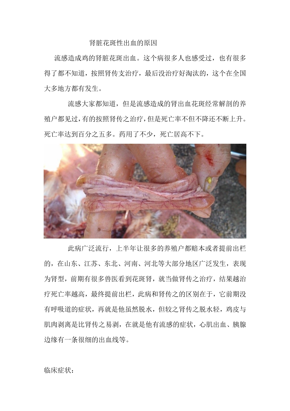 肾脏花斑性出血的原因_第1页