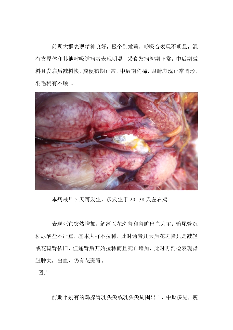 肾脏花斑性出血的原因_第2页