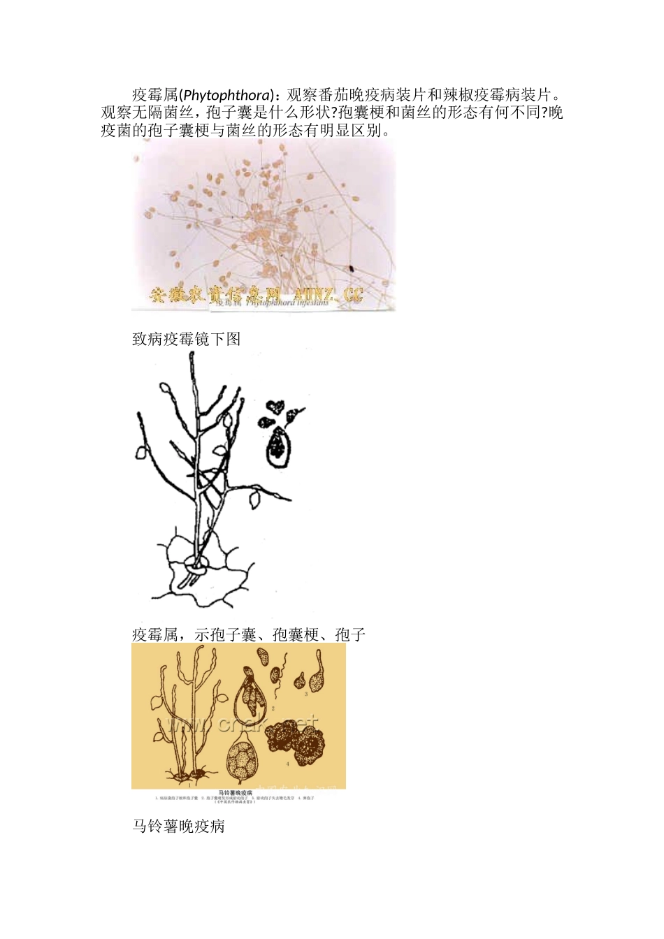 实验二真菌形态观察(一)_第3页