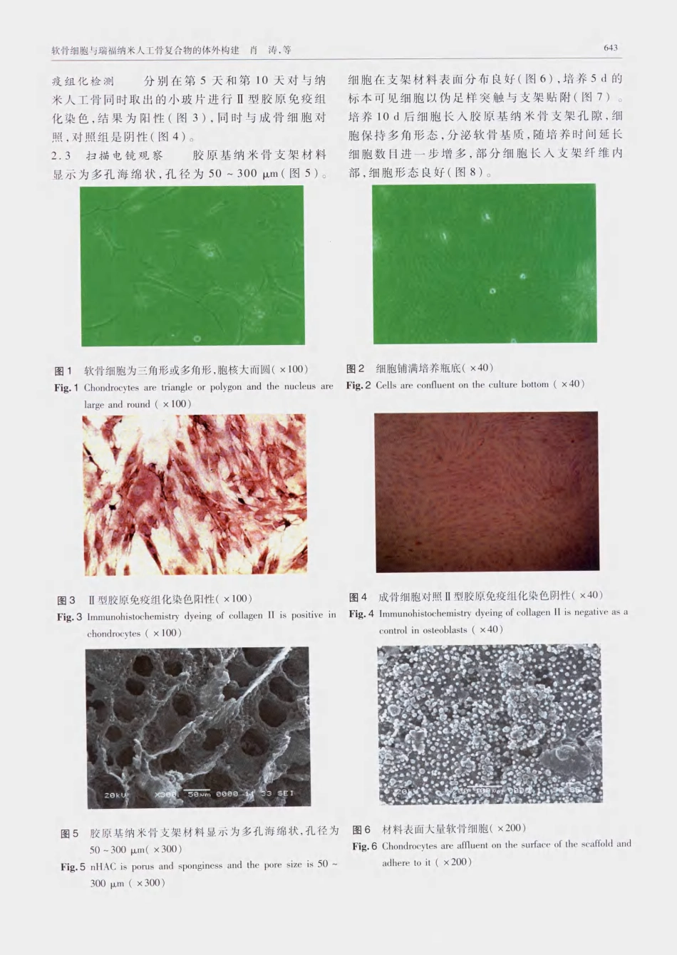 软骨细胞与瑞福纳米人工骨复合物的体外构建_第3页