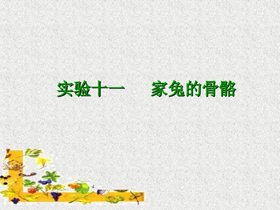 实验十一   家兔的骨骼_第1页