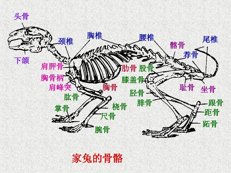 实验十一   家兔的骨骼_第2页